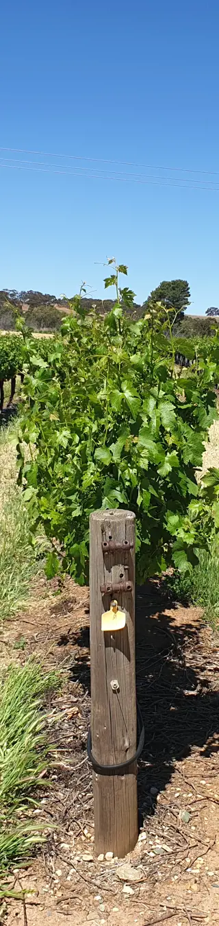 Degustiere im Weingebiet von Coonawarra